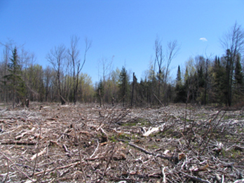 Harvesting debris into wood pellets